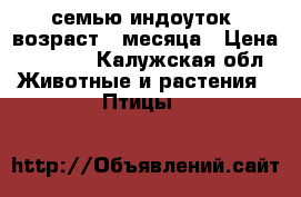 семью индоуток, возраст 4 месяца › Цена ­ 3 000 - Калужская обл. Животные и растения » Птицы   